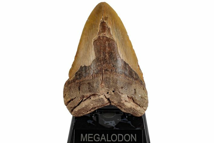 Very Heavy, 6.23" Fossil Megalodon Tooth - Monster Meg Tooth
